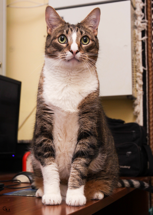 Кот14.PNG